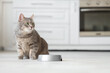© Pixel-Shot - Adorable cat near bowl with food at home