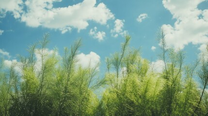 Wall Mural - whispering reeds against a backdrop of serene skies and fluffy clouds