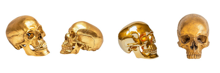 This vibrant yellow skull model is notable for its intricate details, precise anatomical features, and bold color, all of which are accentuated by its detailed craftsmanship and transparent