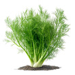 © afikurrahman - Fresh Fennel Bunch Vibrant Green Herb, Culinary Delight, Soil Roots