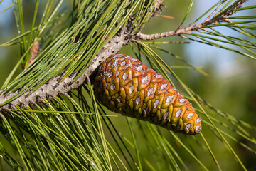 Cones of pine tree - Pinus halepensis