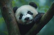 © b - A panda sleeping on the branch of an old tree, surrounded by lush greenery and tall trees