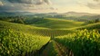© ZpongXED - Lush green vineyards stretch across rolling hills under a golden sky, creating a picturesque landscape perfect for wine production.
