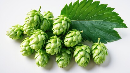 Hops accompanied by a leaf against a white background