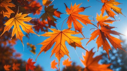 Poster - Autumn foliage of maple trees. Natural backdrop. Leaves falling background.