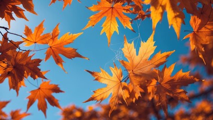 Poster - Autumn leaves from maple trees. Natural backdrop. Foliage, leaves falling backdrop.