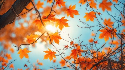 Poster - Autumn scenery. Autumn tree foliage with a sky backdrop.