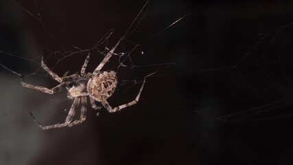 Spider on spider web at night waiting for prey. Black Background