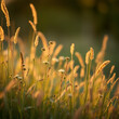 © John - Selective and soft focus on grass flowers and wild plants swaying in the breeze and illuminated by a golden sunset Spring and summer season natural backdrop with copy space