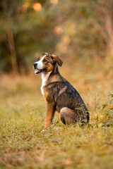 outdoor puppy