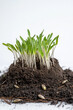 © britaseifert - A close-up of microceli sprouts growing in the soil, on top is an earthen dome with sunflower seeds visible below