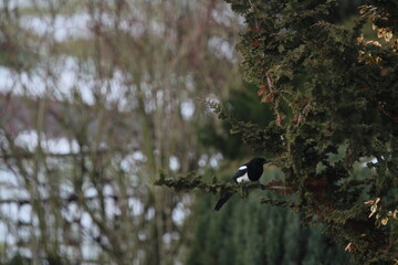 smart eurasian magpie (pica pica) sitting on a tree branch with beautiful green natural background