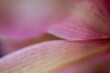 © Tom Wagner - close up of pink flower