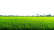 © kageyama - a vibrant green rice field stretches across the horizon under a clear sky showcasing the beauty of agriculture and the importance of rice cultivation in rural landscapes