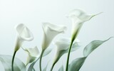 Close-up view of five white calla lilies against a light gray background. The flowers are in sharp focus, with water droplets visible on the petals and leaves. The background is softly blurred