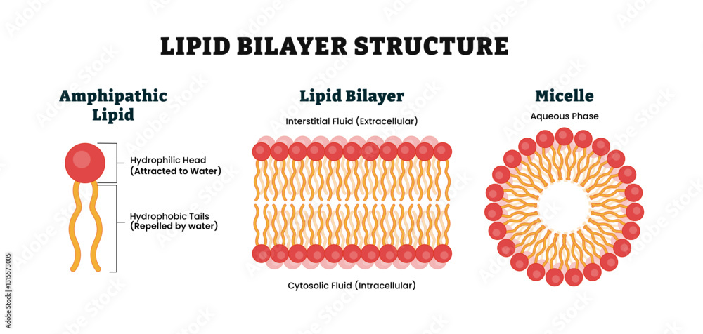 Lipid bilayer structure anatomy diagram poster. Medical illustration ...