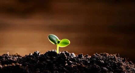 Seed germinating, plant coming out off soil and growing in sunlight, new life concept, plant growing in soil, new plant growing from seed in soil, baby sapling from seed in soil time-lapse video