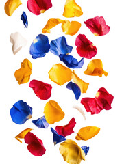 Wall Mural - flower petals falling on transparent background