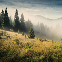 Wall Mural - Misty Forest Landscape – Tranquil Evergreen Trees in Morning Fog Generated Image