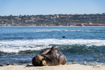 the california sea lion (zalophus californianus) is a coastal eared seal native to western north ame