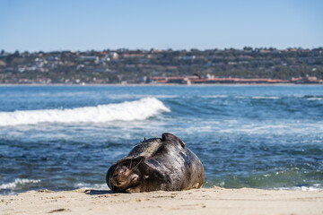 the california sea lion (zalophus californianus) is a coastal eared seal native to western north ame