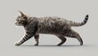 © Sar - Tabby cat walking, studio shot