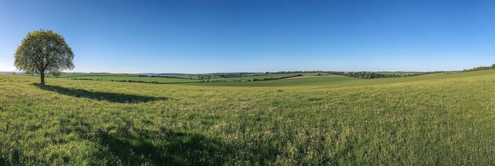 Leinwandbilder - Vast green field adorned with blooming flowers under a clear blue sky featuring a solitary tree on a bright sunny day