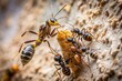 © thataroth - Ants Teamwork: Carrying Dead Wasp Up Wall - Minimalist Nature Stock Photo
