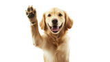 a cheerful golden retriever raises its paw showcasing a friendly demeanor against a white background. warmth and playfulness making it ideal for pet-related content