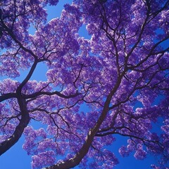 Wall Mural - Captivating view of Jacaranda trees in full bloom against a vibrant blue sky creating a serene and magical atmosphere with a low angle perspective