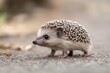 © Sean Hoong - Side view of a tiny hedgehog standing on its short legs.