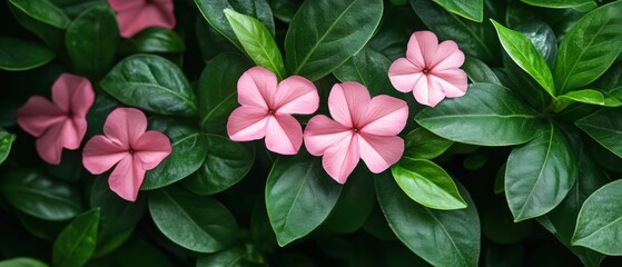 Wall Mural - Serene beauty of pink periwinkle blossoms amidst lush green foliage captivating botanical elegance and natural harmony in a close up shot