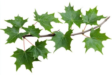 lush green maple leaves branch isolated white background