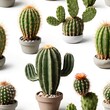 © Liang - Collection of Diverse Cacti in Pots