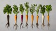 © Haruto - Vibrant Rainbow Carrots: A Flatlay of Colorful Root Vegetables AI Generated