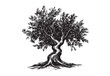© Ilya - Olive tree, hand drawn style.