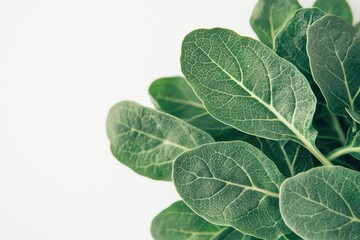Aufkleber - Artistic Leaf Arrangement with Vein Detail on Bright Background Calming Nature Photography in Botanical Style