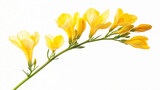 Beautiful yellow freesia flowers blooming branch isolated on white background stem plant image fresh