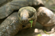 © alessandrozocc - Giant Aldabra tortoise details of head and carapace shell,