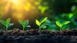 © Solaz - Young Green Seedlings Growing in Nourishing Soil with Sunlight