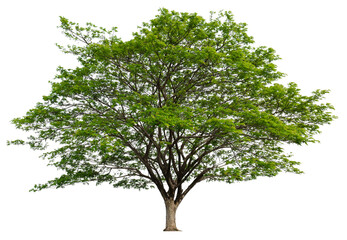 Poster - PNG single tree transparent background, high qaulity tree shoot by full frame camera, high resolution and sotf light easy to modifiy and drag to main project 