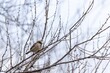 © FRANCISCOJAVIER - A House Sparrow (Passer domesticus) perches on a tree branch, surrounded by bare winter branches, capturing the essence of a quiet moment in nature