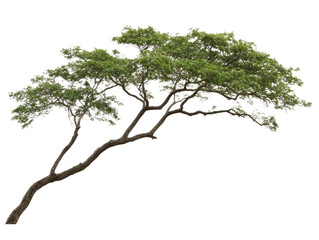 a tree with a long trunk and green leaves. the tree is tall and has a lot of branches