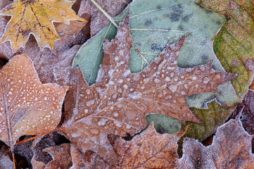 Wall Mural - Close-up of frosted, fallen, autumn leaves, Michigan, USA