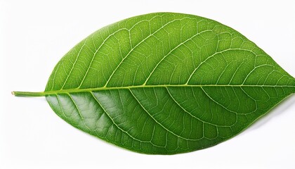Wall Mural - contrast green leaf isolated