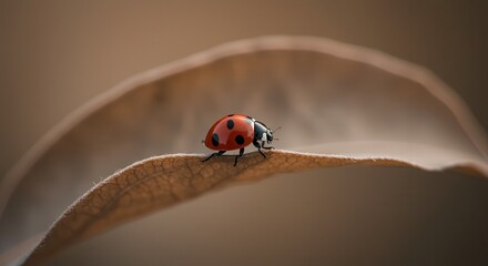 ladybug resting on brown leaf in soft light macro image