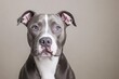 © Niken - Close-up Portrait of Pitbull Dog Looking at Camera with Blue Eyes