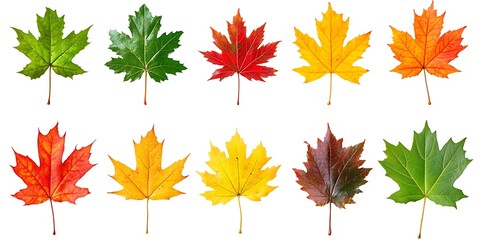 autumn maple leaves collection: a vibrant collection of maple leaves showcasing the spectrum of autu
