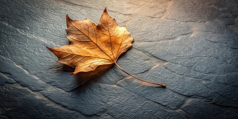 Aufkleber - A single autumn leaf with delicate veins rests on a textured, slate surface, bathed in soft sunlight.