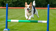 © Michael - Happy dog jumping over agility obstacle in green field